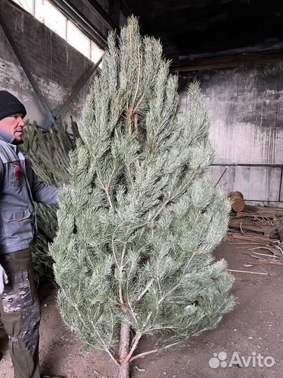 Сосна ель пихта