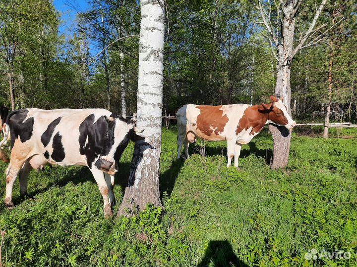 Корова дойная