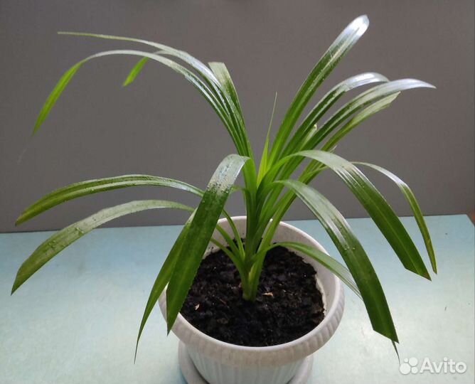 Панданус- винтовая пальма