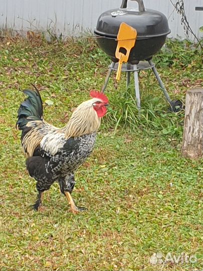 Продам молодых петушков