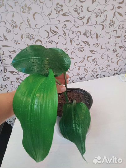 Эухарис амазонская лилия