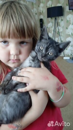 Шотландские прямоухие котята