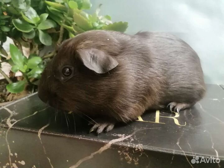 Морские свинки