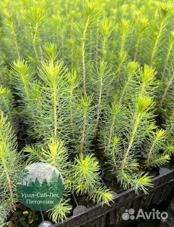 Сеянцы зкс Сосна окс Ель Лиственница Горная