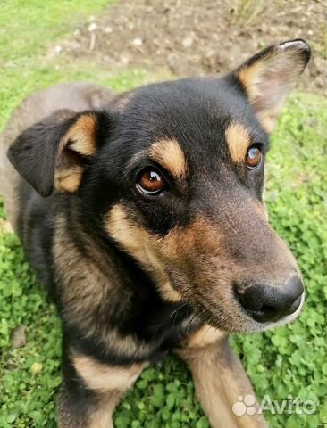 Умный молодой пёс в добрые руки