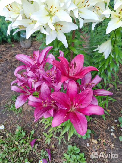 Лилии луковицы