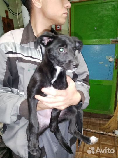 Щенок девочка