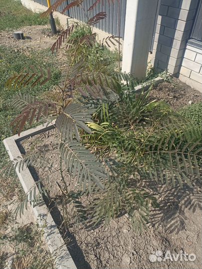 Альбициясаженцы