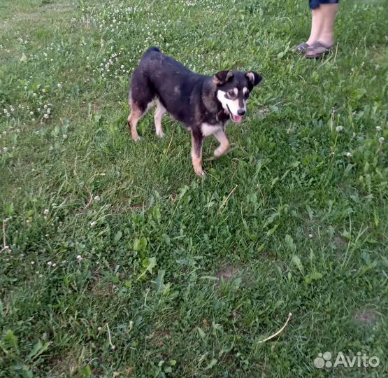 Собака в добрые руки отдам бесплатно