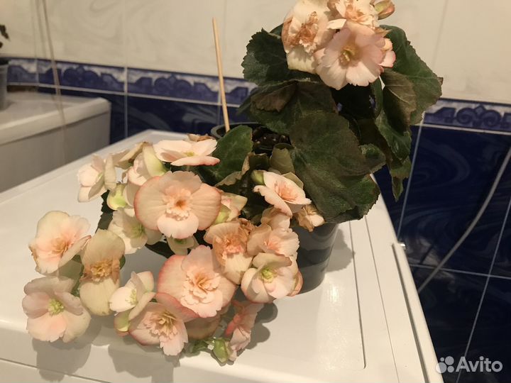 Бегония элатиор