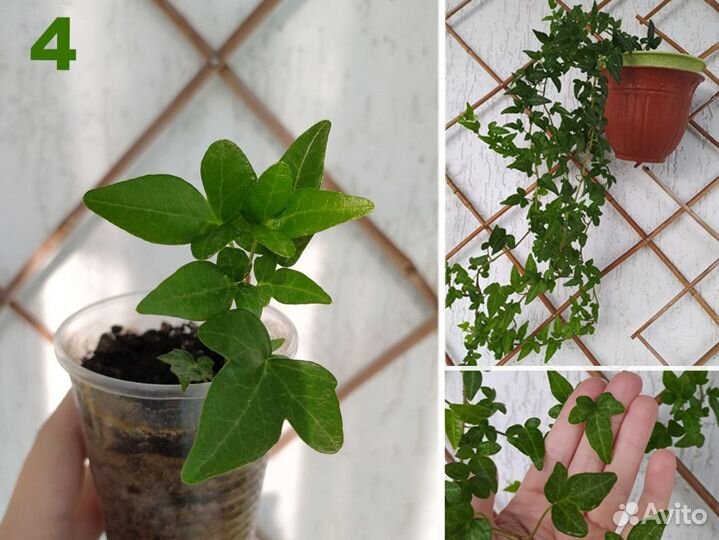 Плющ. 7 разных (Hedera Helix)