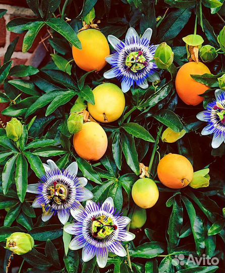 Семена Ягод и Фруктов