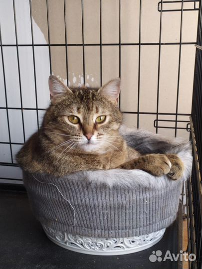 Кошка в добрые руки