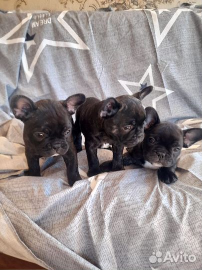 Продажа щенков