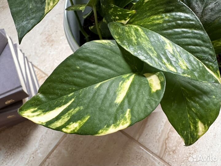 Эпипремнум марбл квин