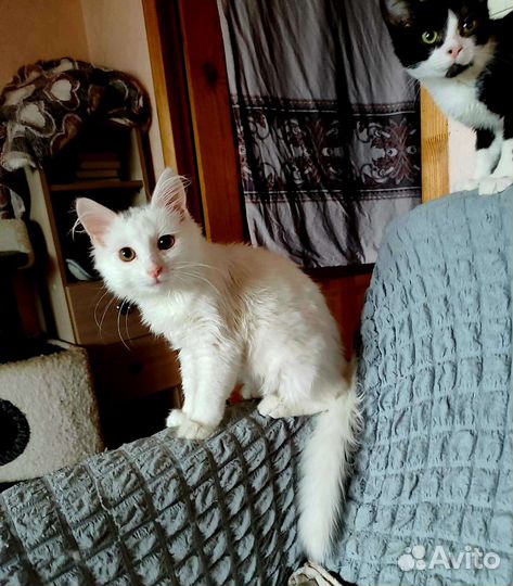 Белоснежная ангорка с заколками Ассоль