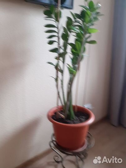 Замеакулькас