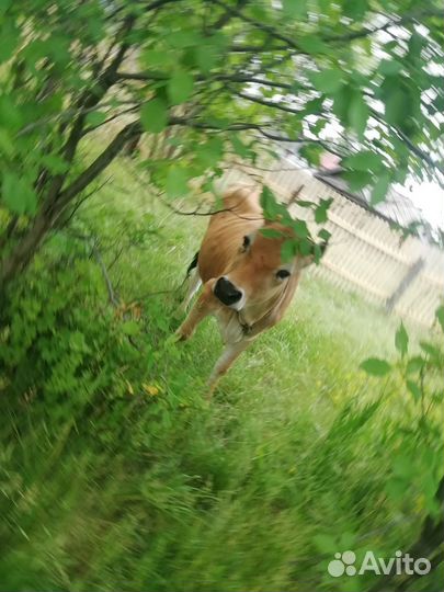 Телка Джерси