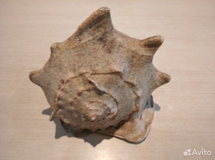 Раковина Кассис корнута (Cassis cornuta)