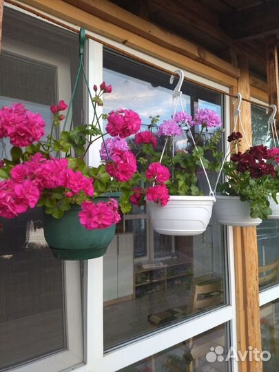 Пеларгония герань