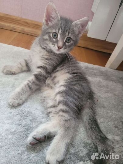 Котенок 2 месяца