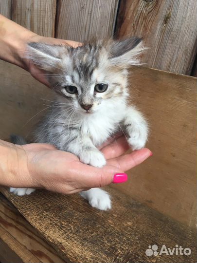 Кошка