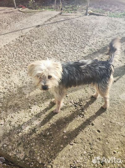 Отдам в хорошие руки