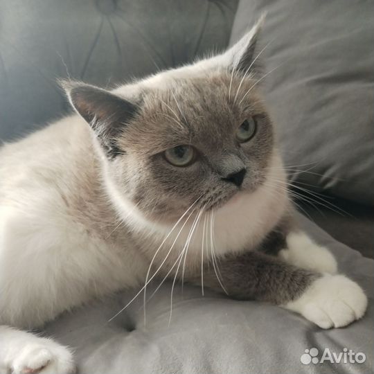 Кошечка метис