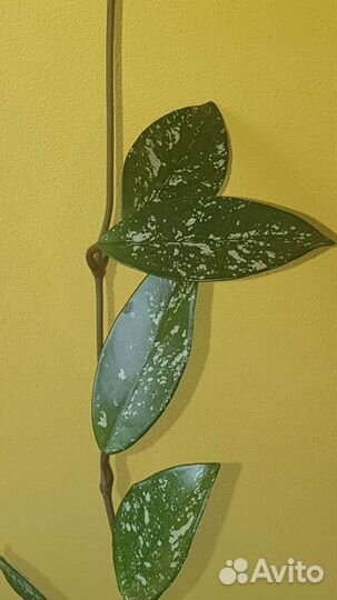 Сортовая хойя Матильда с горшком и без