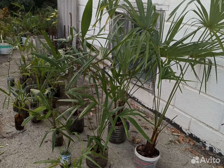 Пальма, гортензия, лимон, лавр и другое