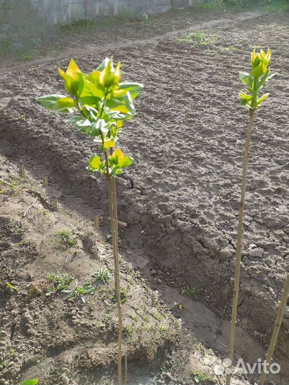 Садовые растения