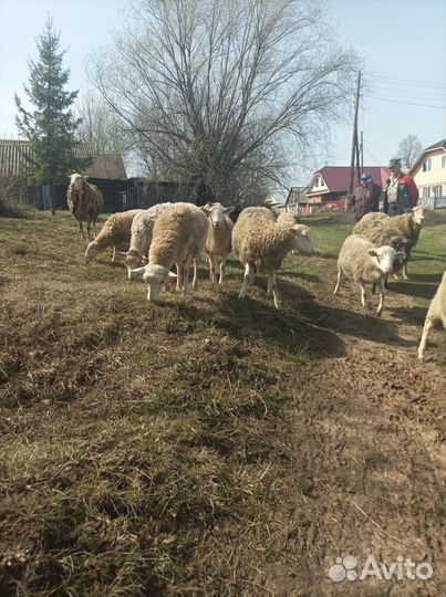 Катумские бараны