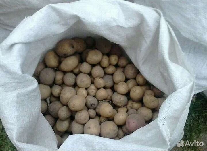 Картофель мелкий