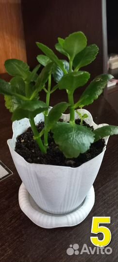 Комнатные цветы