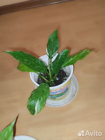 Спатифиллум