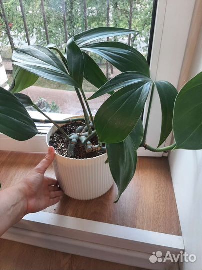 Эпипремнум драгон тэйл