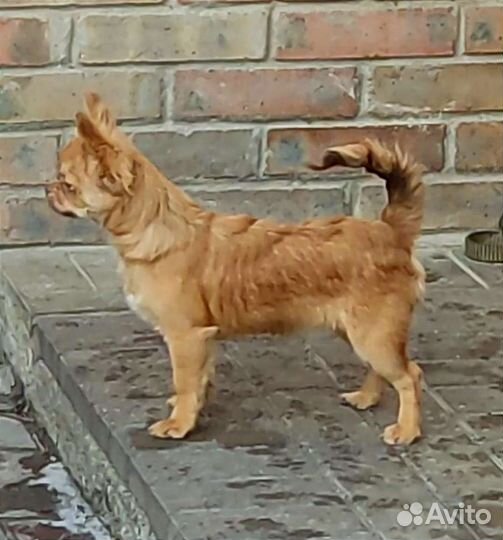 Чихуахуа бронь