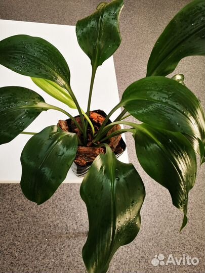 Эухарис амазонская лилия