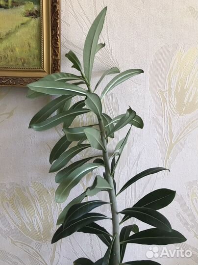 Адениум взрослый