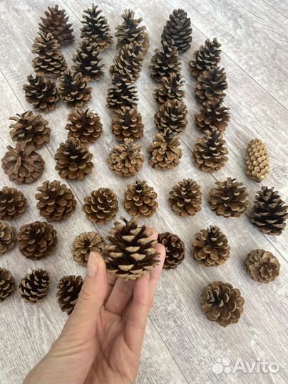 Шишки для поделок, декора интерьера