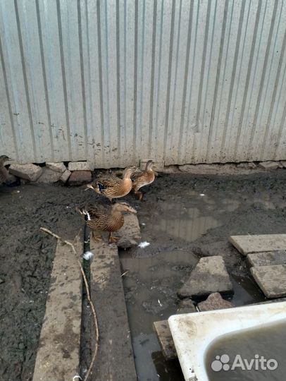 Утки подсадные для охоты