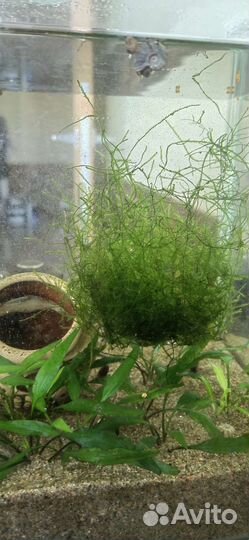 Яванский мох водоросли