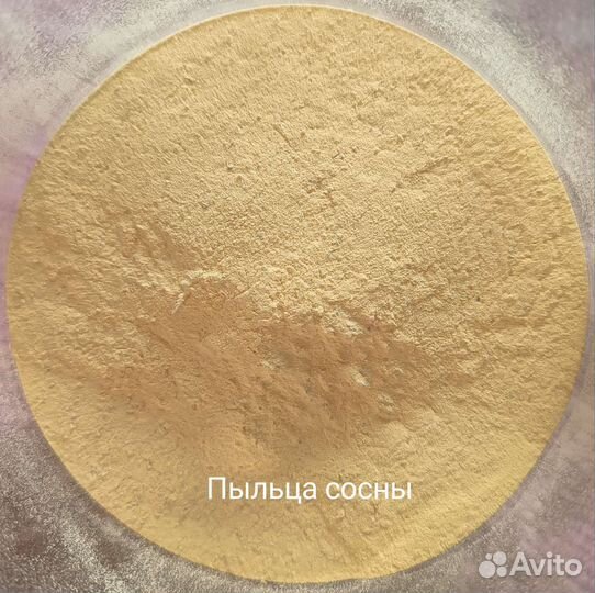 Пыльца сосны