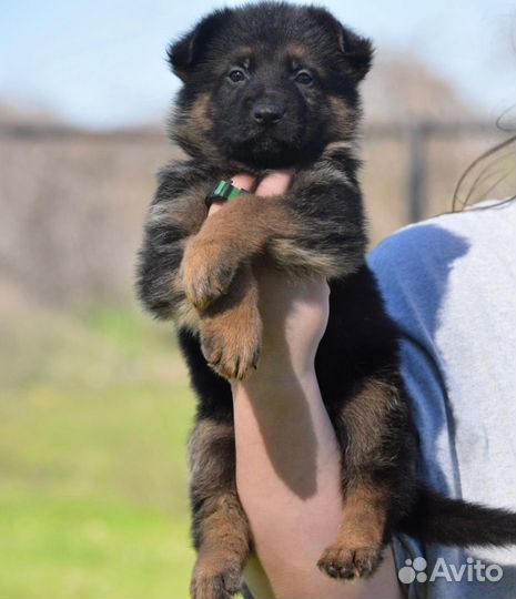 Щенки 7 недель