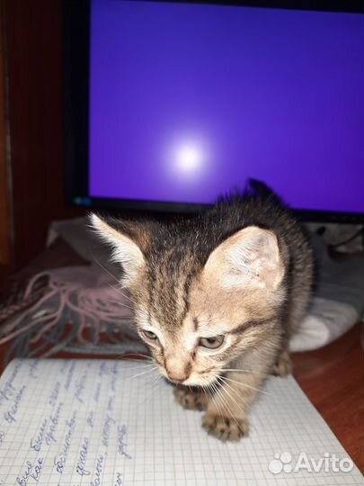 Котенок мальчик