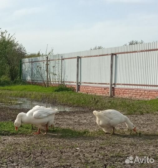 Инкубационное яйцо гусей линда, и помесь холмогор