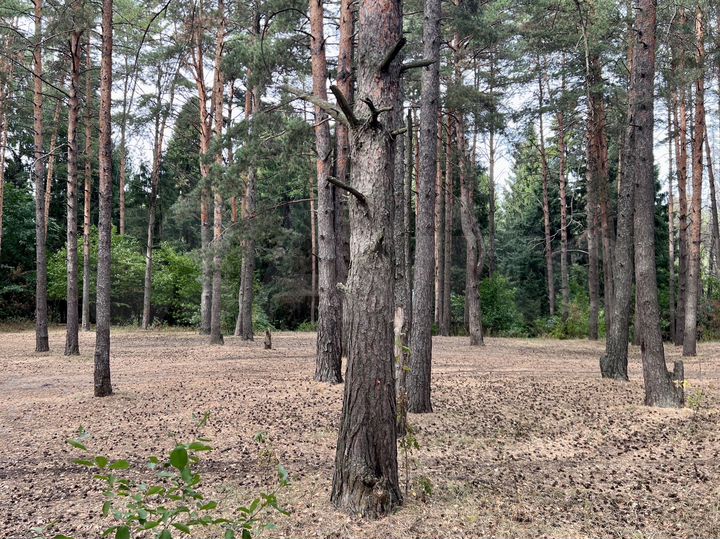 Участок 8,5 сот. (ИЖС)