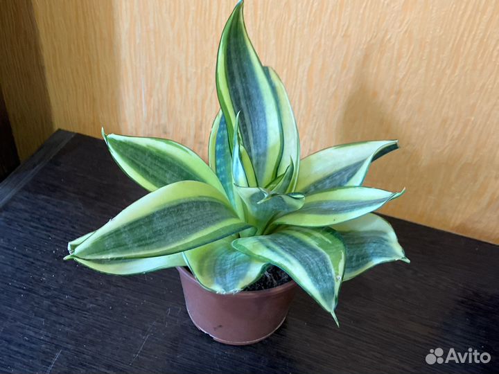 Замиокулькас черный равен. Сансевиерия зиберт