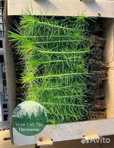 Сосна зкс окс сеянцы Ель Лиственница Голуб Горная