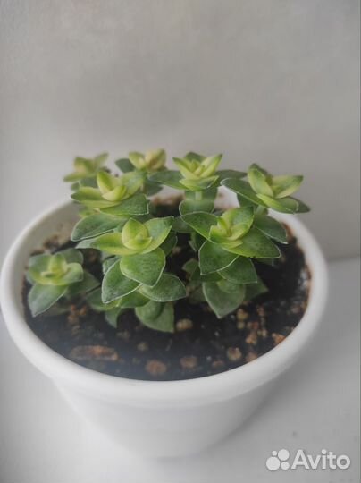 Крассула, кактусы